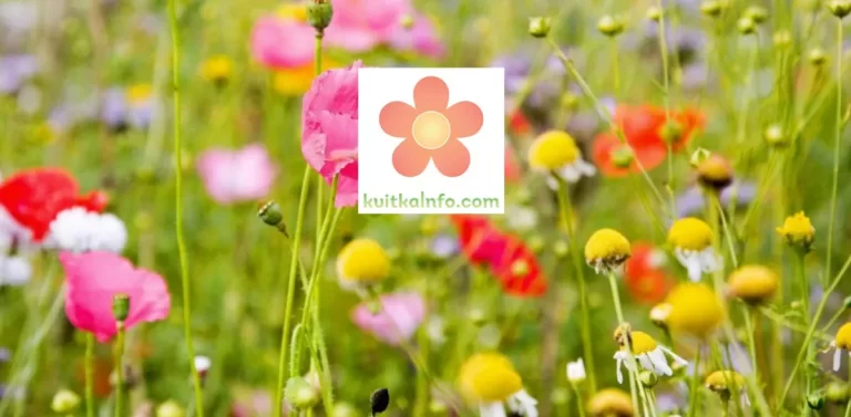 KvitkaInfo.com: квіти, домашні рослини, сад, город, ландшафтний дизайн